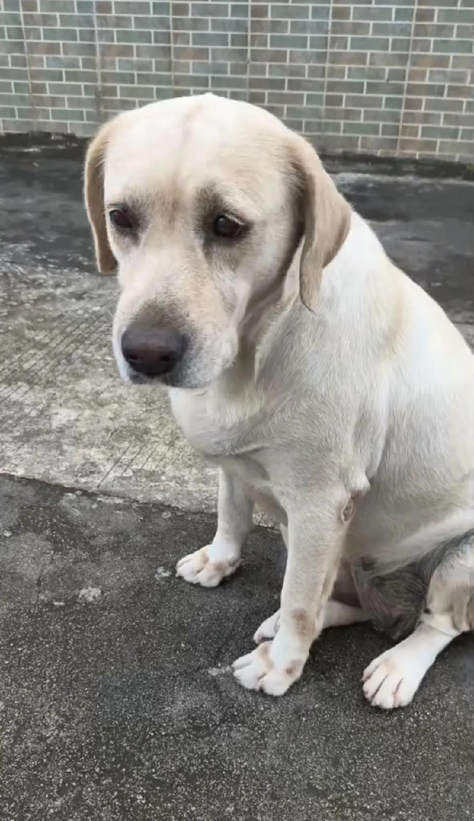 记得前几年，疫情刚开始那时候，这只小狗就养了，一晃五年了，这只狗还是老样子，没变