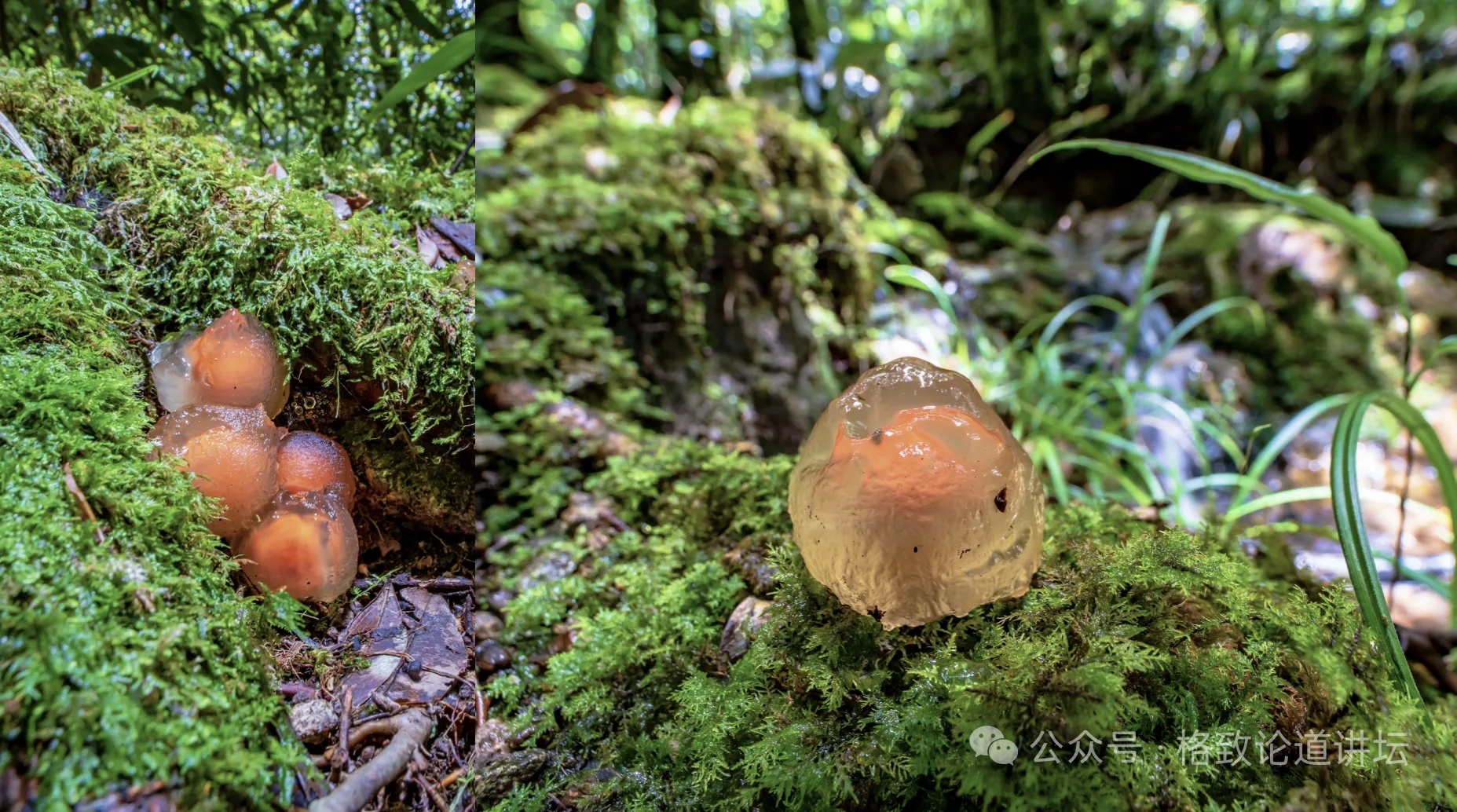 每天一条冷知识  中国红美口菌这种菌物的外面有一层厚厚的“果冻”，这个“果冻”的