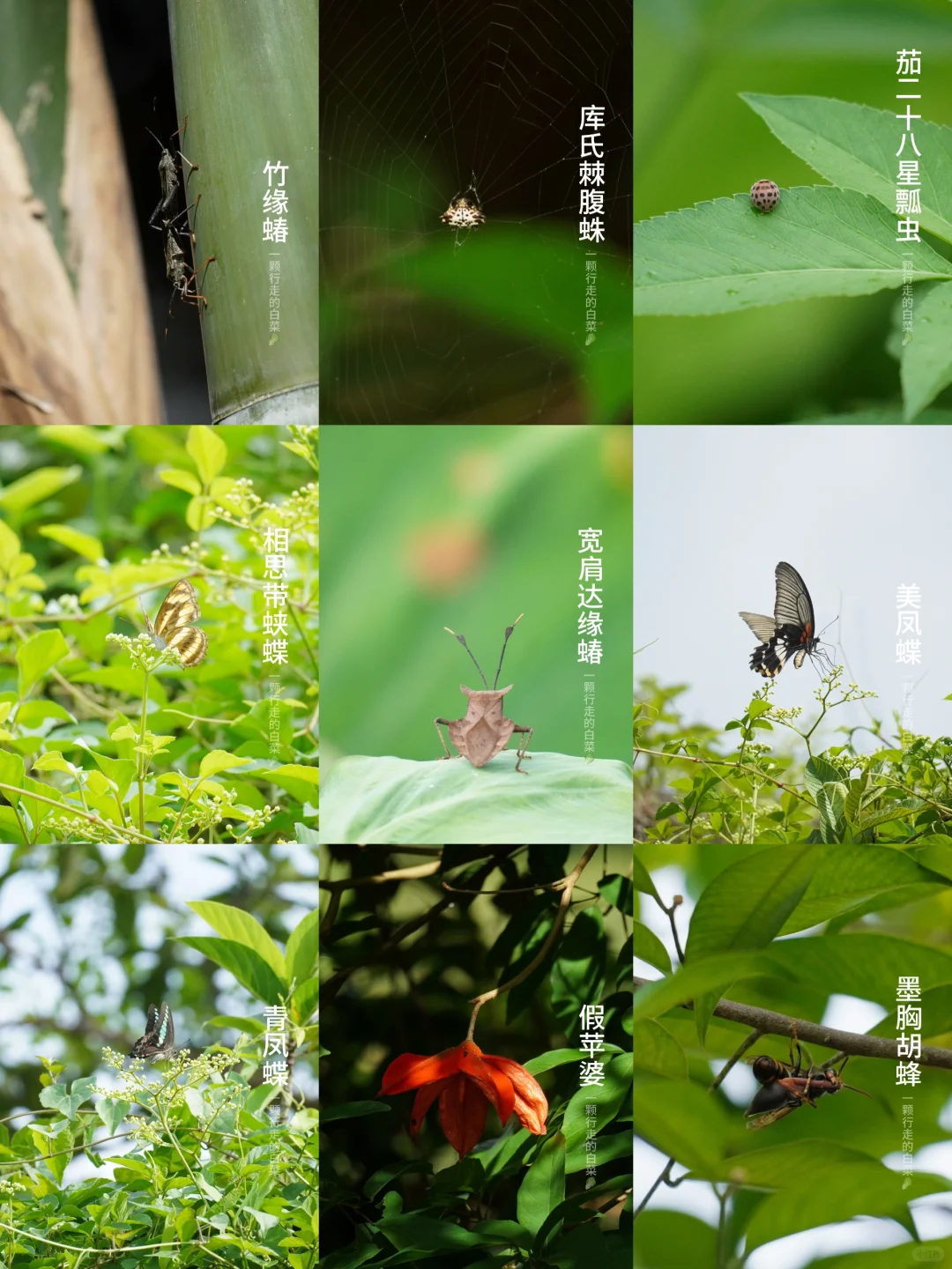 金龟自然 | 百年古村的夏天