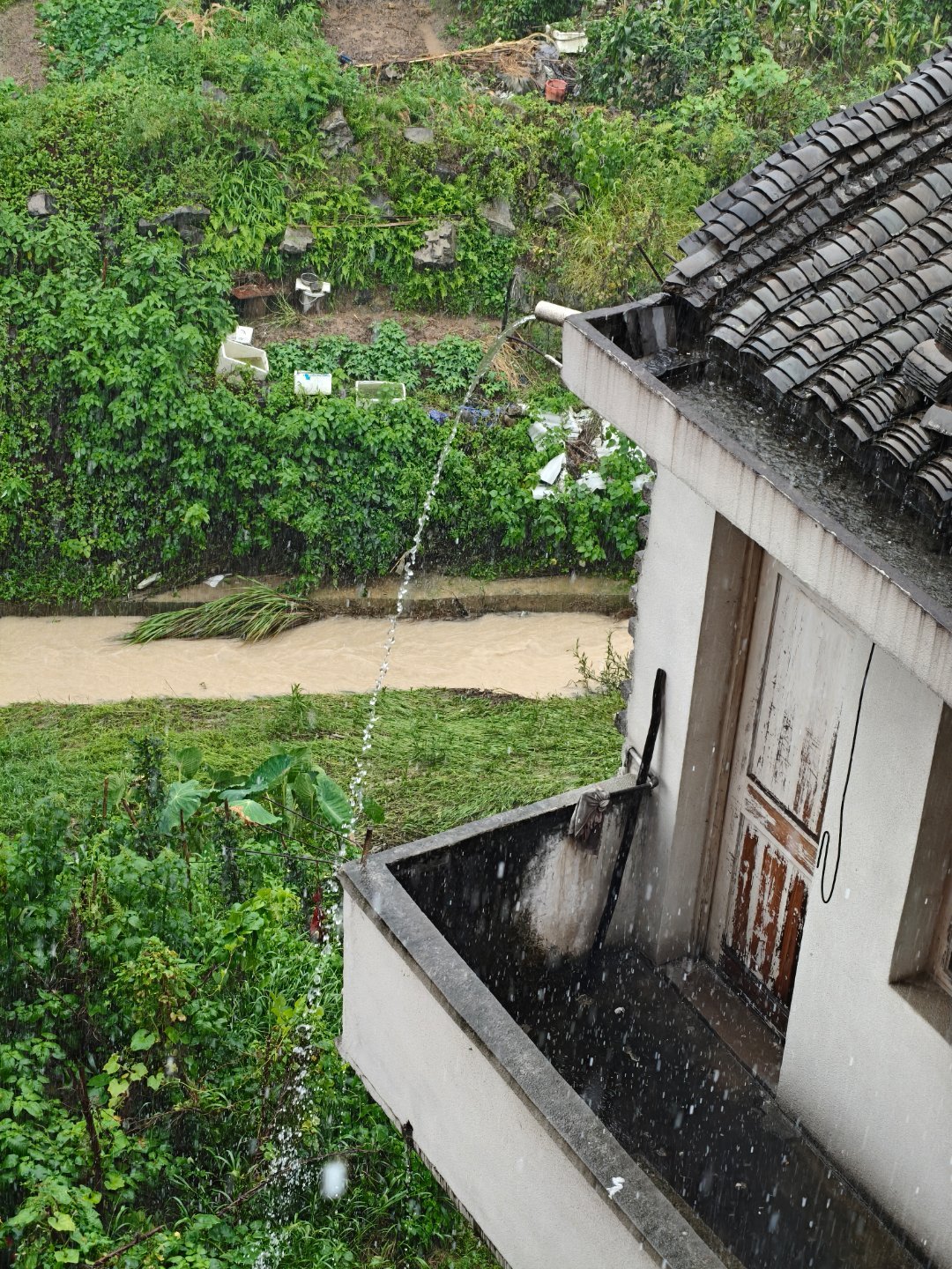 好多天没有下雨了。天气还是36、7度，赶紧下雨降温凉快一下吧。每天早起打卡 ​​