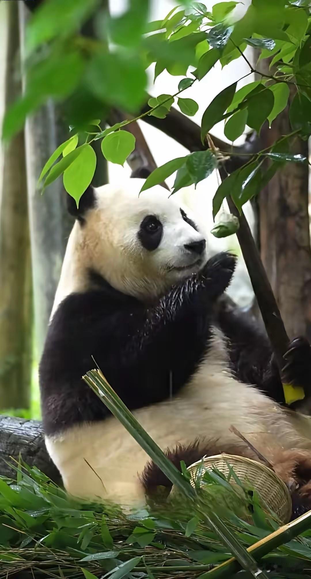 端午节福宝福公主终于吃到粽子了
虽然是晚了一天
但是有聊胜于无
看着她拿起粽子好