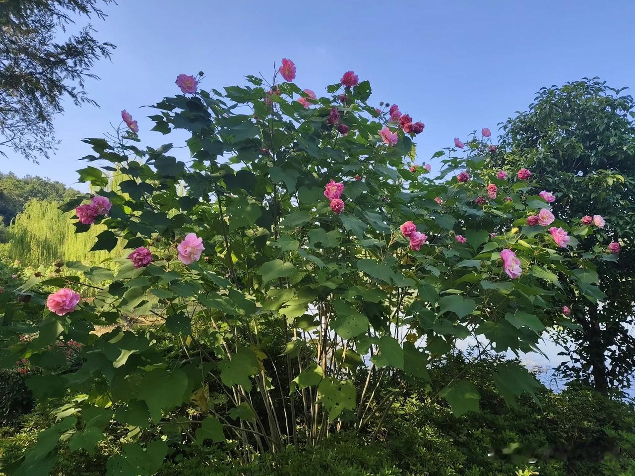 
在湿地公园，看到一处木棉花开得正艳，给幽静的环境带来了无限生机，红红的花朵挂在