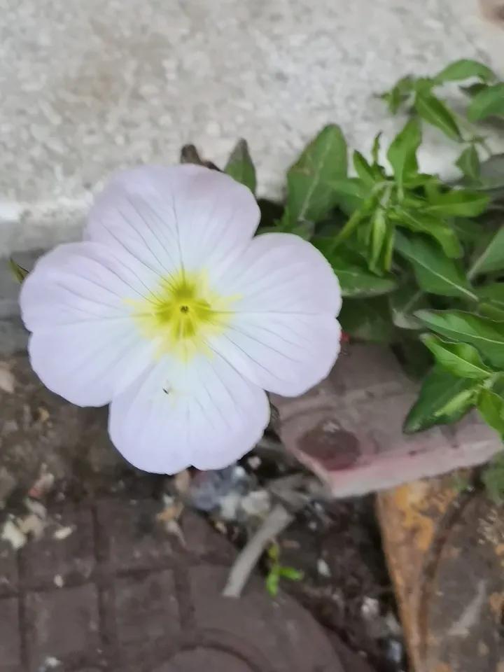 美丽月见草
这是一次美丽的邂逅，恰如十五皎洁的明月，月与草的约会。