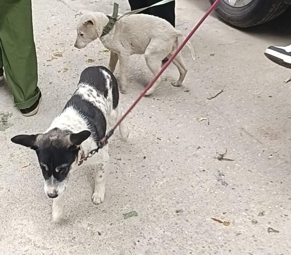 这些土狗没有名贵的血统，却有着最实在的优点：皮实好养，不挑吃食，还格外通人性、护