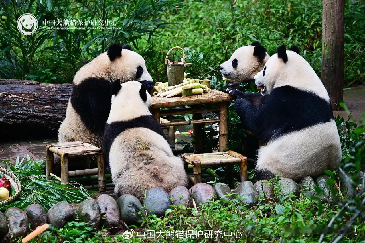 碧峰峡太卷了！
我来认一下这次亮相的大熊猫

p1云朵一家也是打起麻将了
p2小