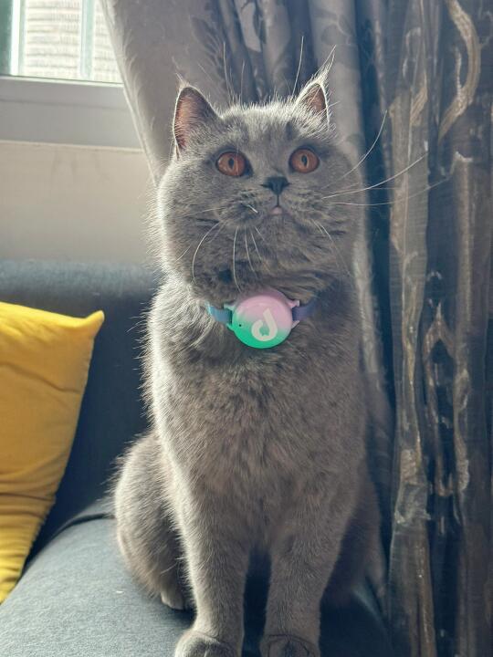 新手捡到奶猫别慌！