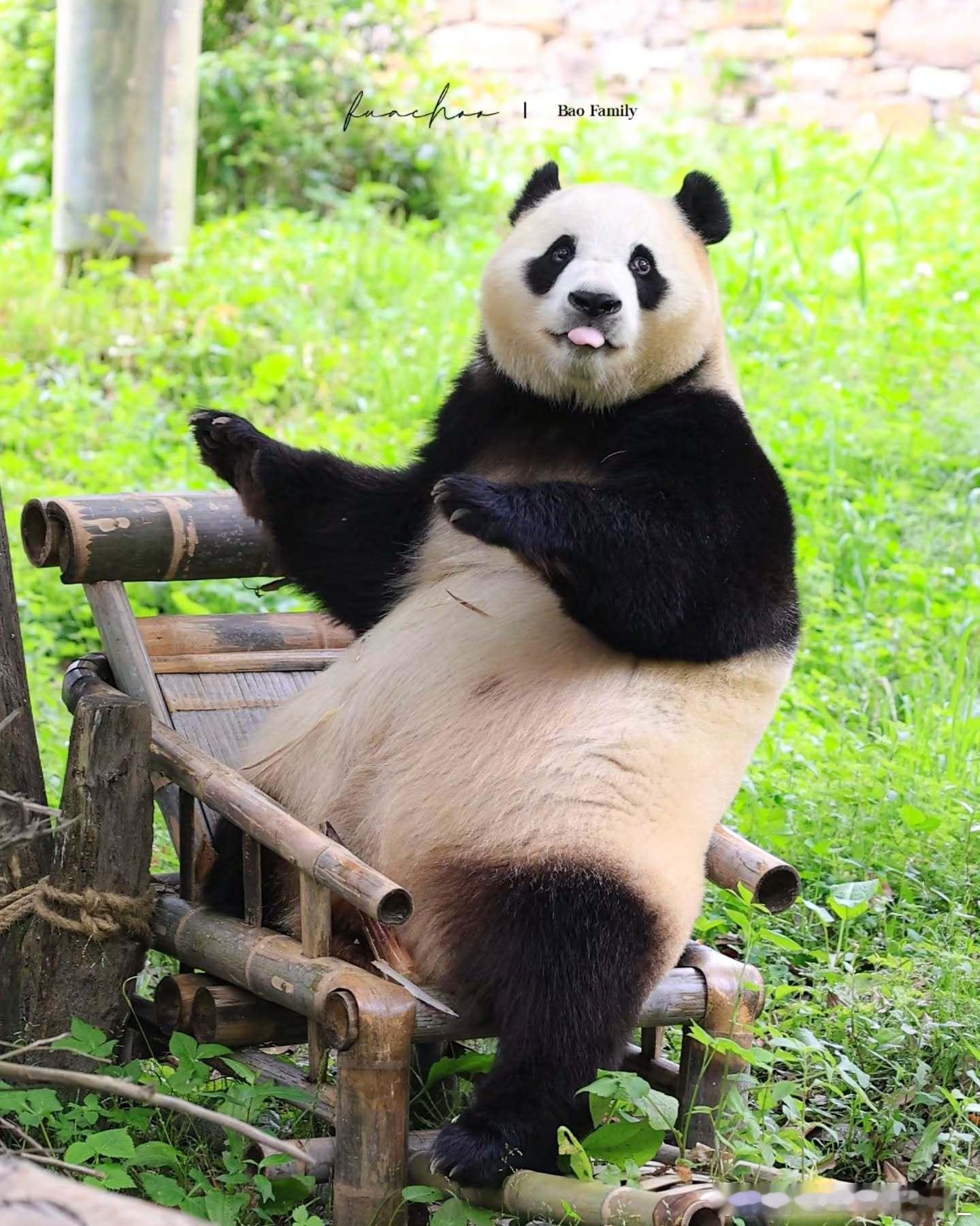 每天早起打卡猫宁～ 