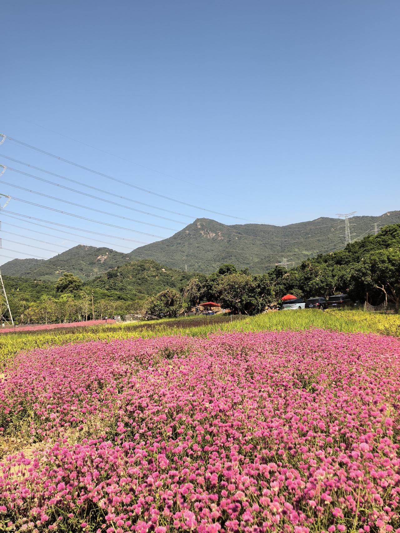 可以分享一张秋景树叶的照片吗大家看到青山绿树红花，不要以为我发错了，深圳的秋天就