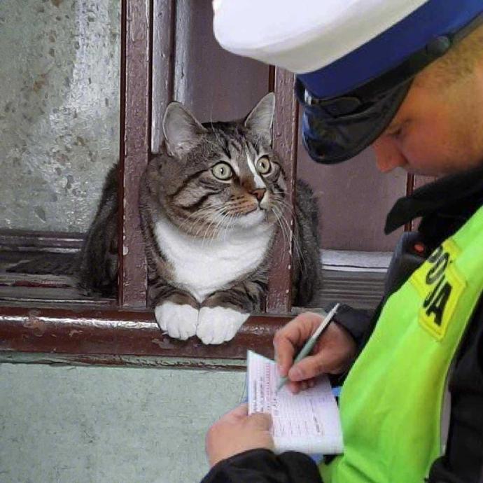 猫：抓老鼠超速了么？