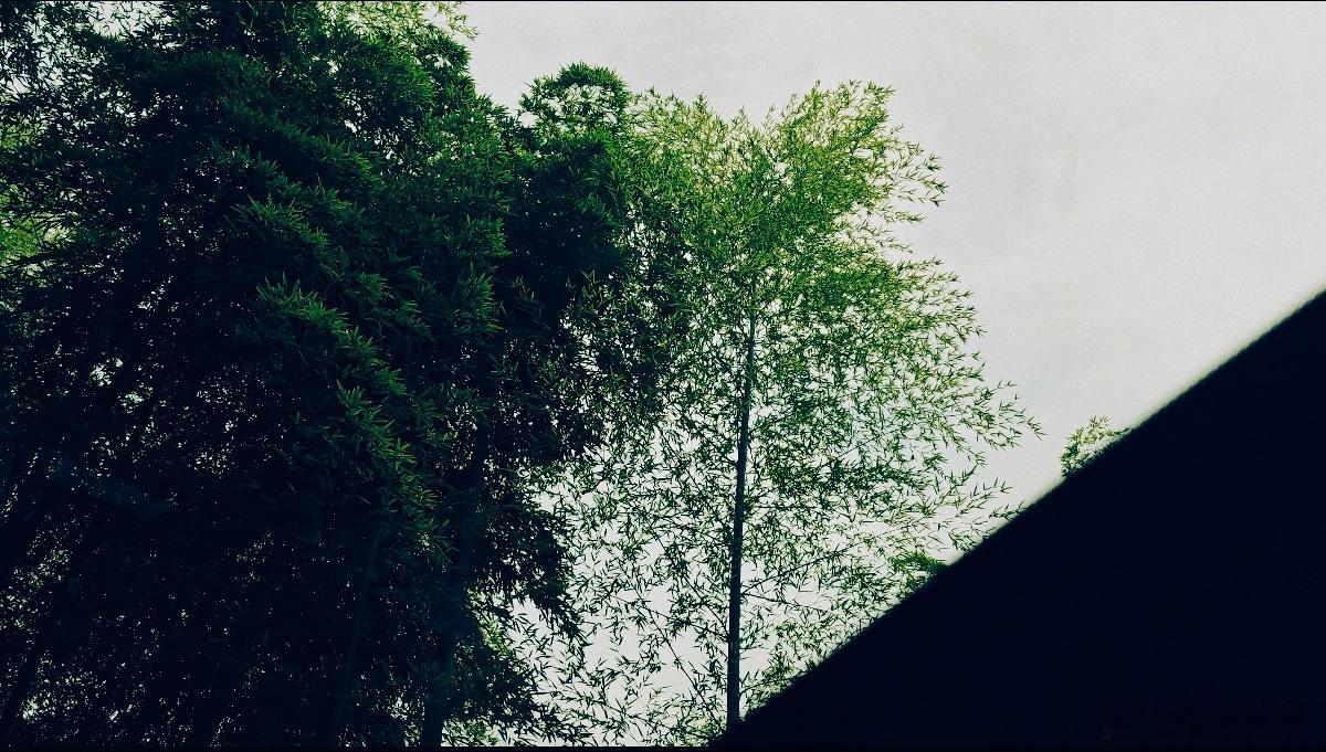 别克带我看竹林，新颜色 鎏金绿。粗看深沉的绿，细看底下泛金色，还怪高级的。免费送