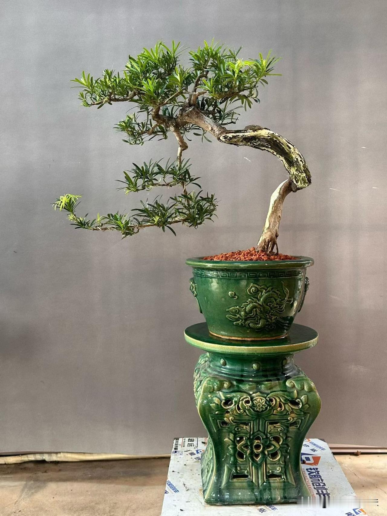玩家老桩罗汉松罗汉松老树桩 庭院精品罗汉松