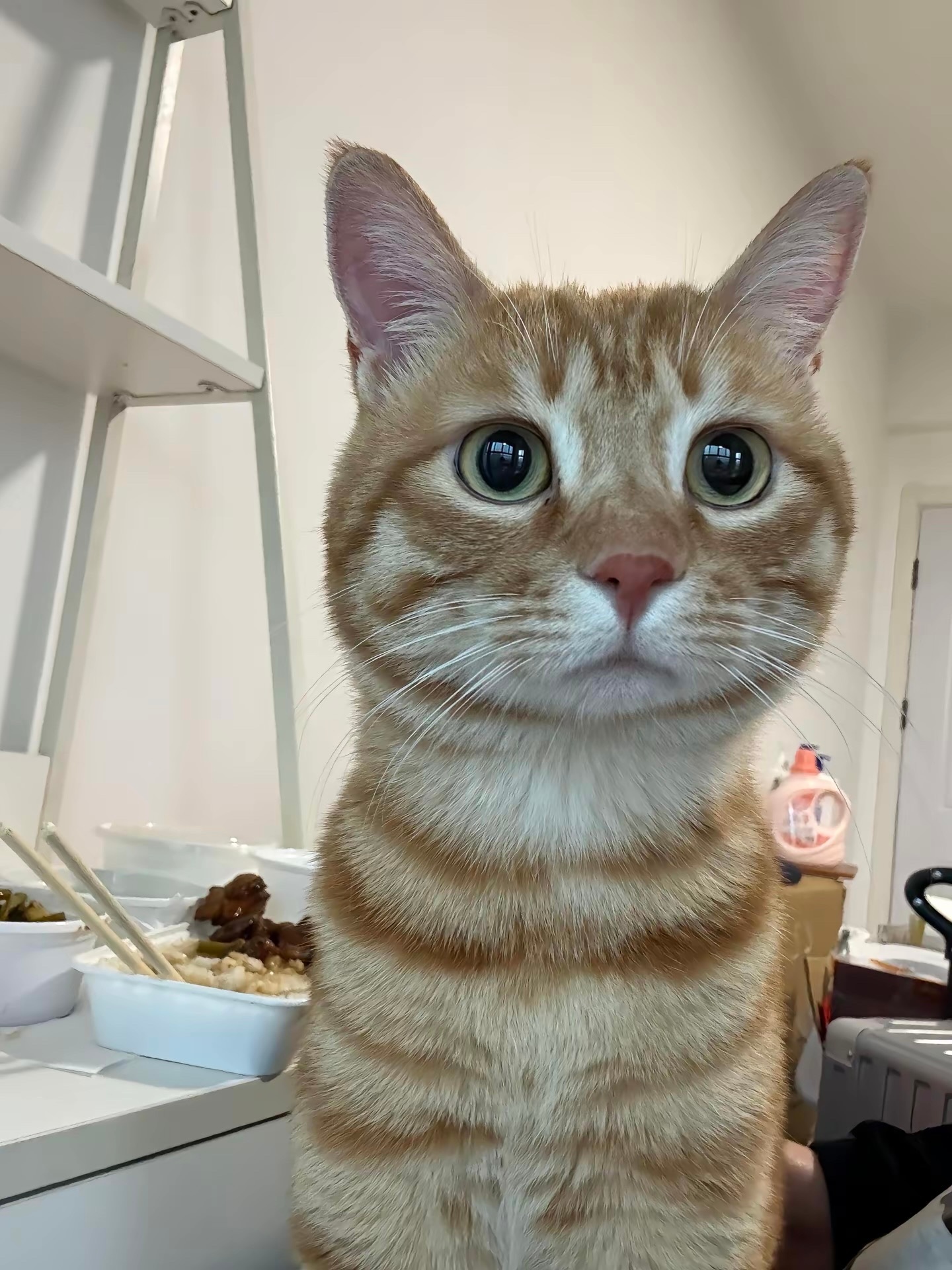 猫咪：妈妈，你又要出门打猎了吗🥹 