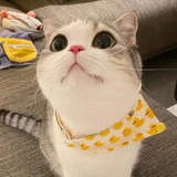 凌月热说体育