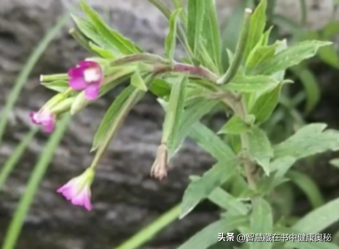中医药人又有哪些抗“疫”故事?想想大家还不陌生吧，新冠疫情来势汹汹，虽然已过去，