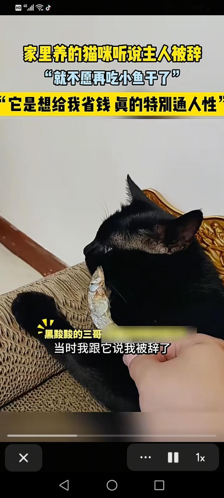 男子中年被辞，媳妇也回娘家了他一个人非常的失落，对着自己的黑猫倾诉说：这么关键的