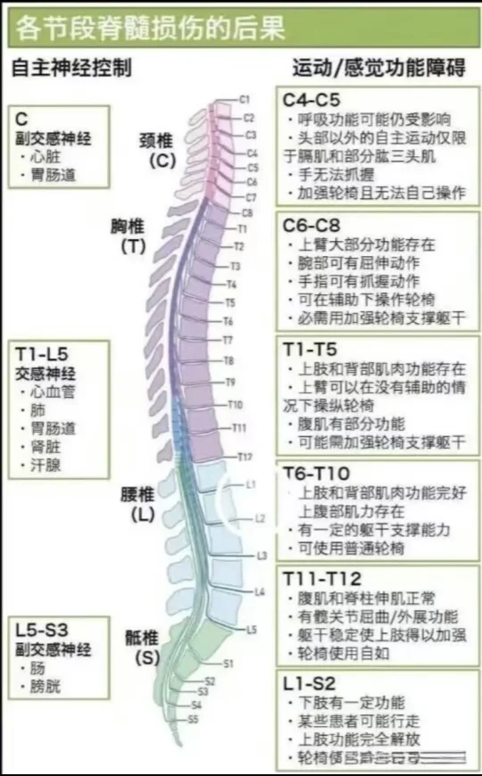 脊髓阶段损伤分享