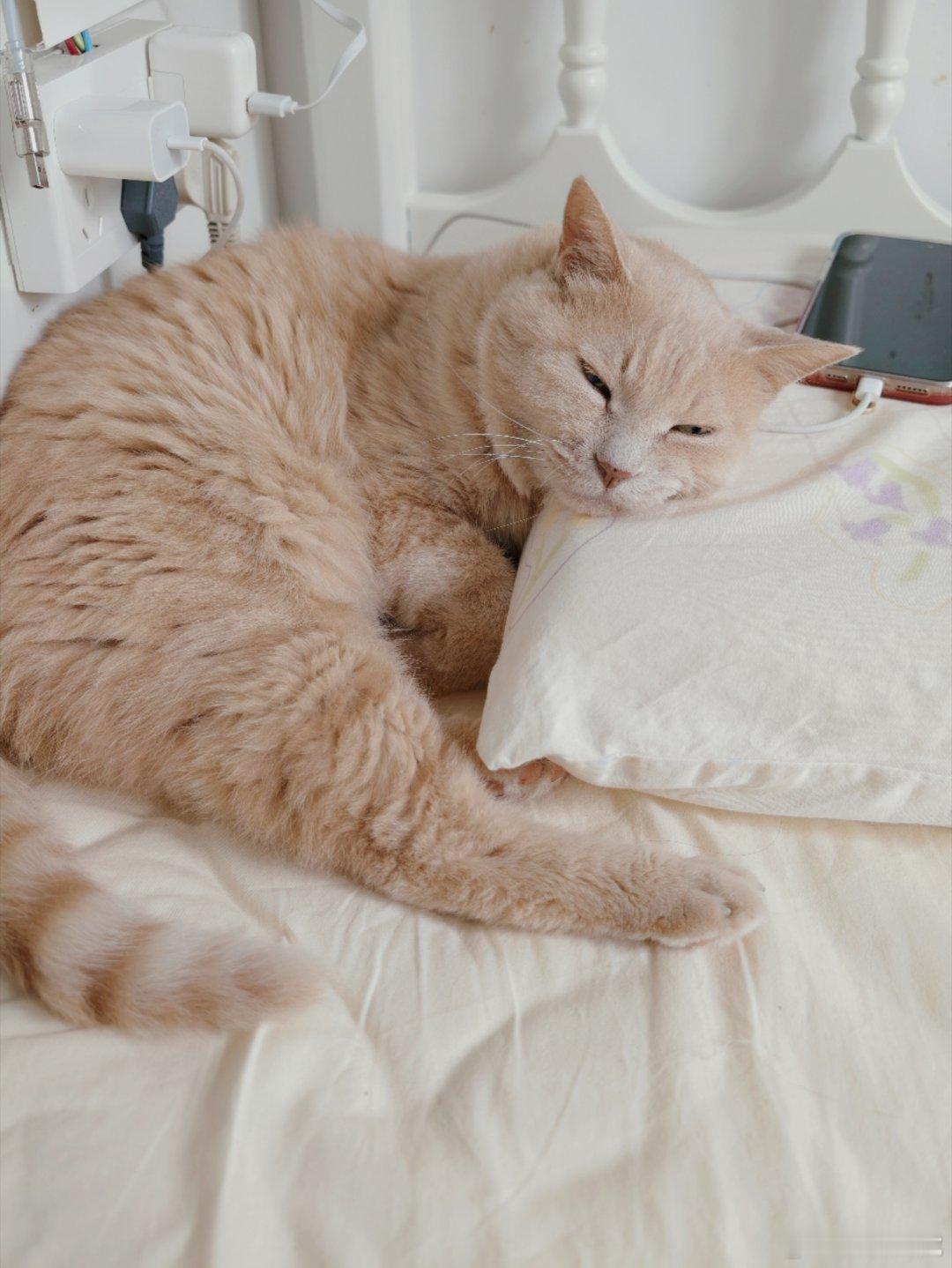 哎哟，这惨兮兮的小破猫胖小虎