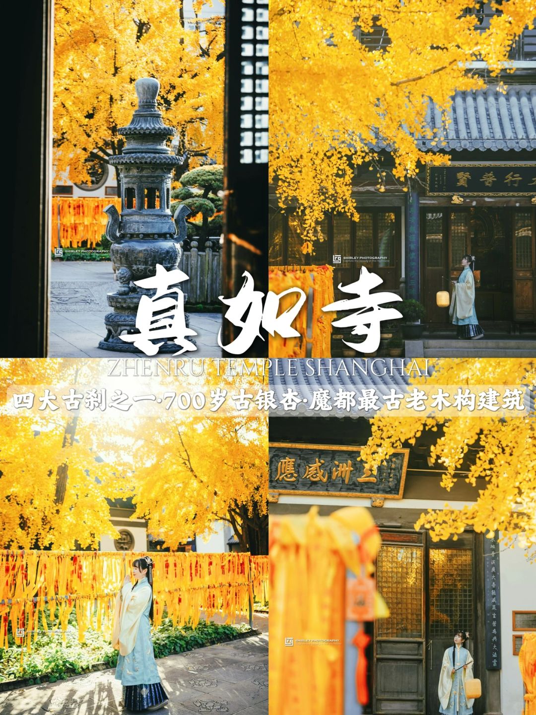 为啥没人来这看银杏呢？平时游人只有个位数