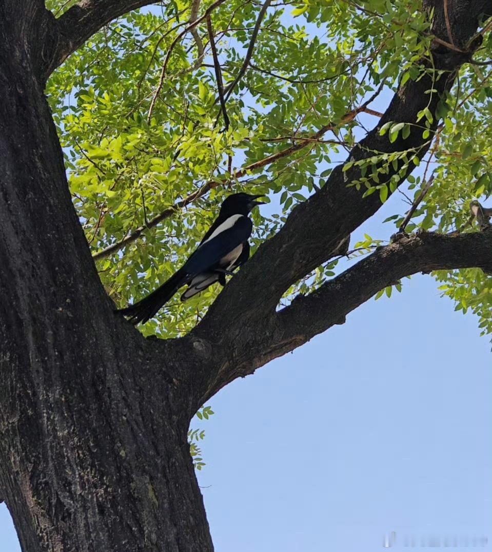 昆仑仙本—道德经：第十四章视之不见，故名曰夷；听之不闻，故名曰希。扬之不损，故名