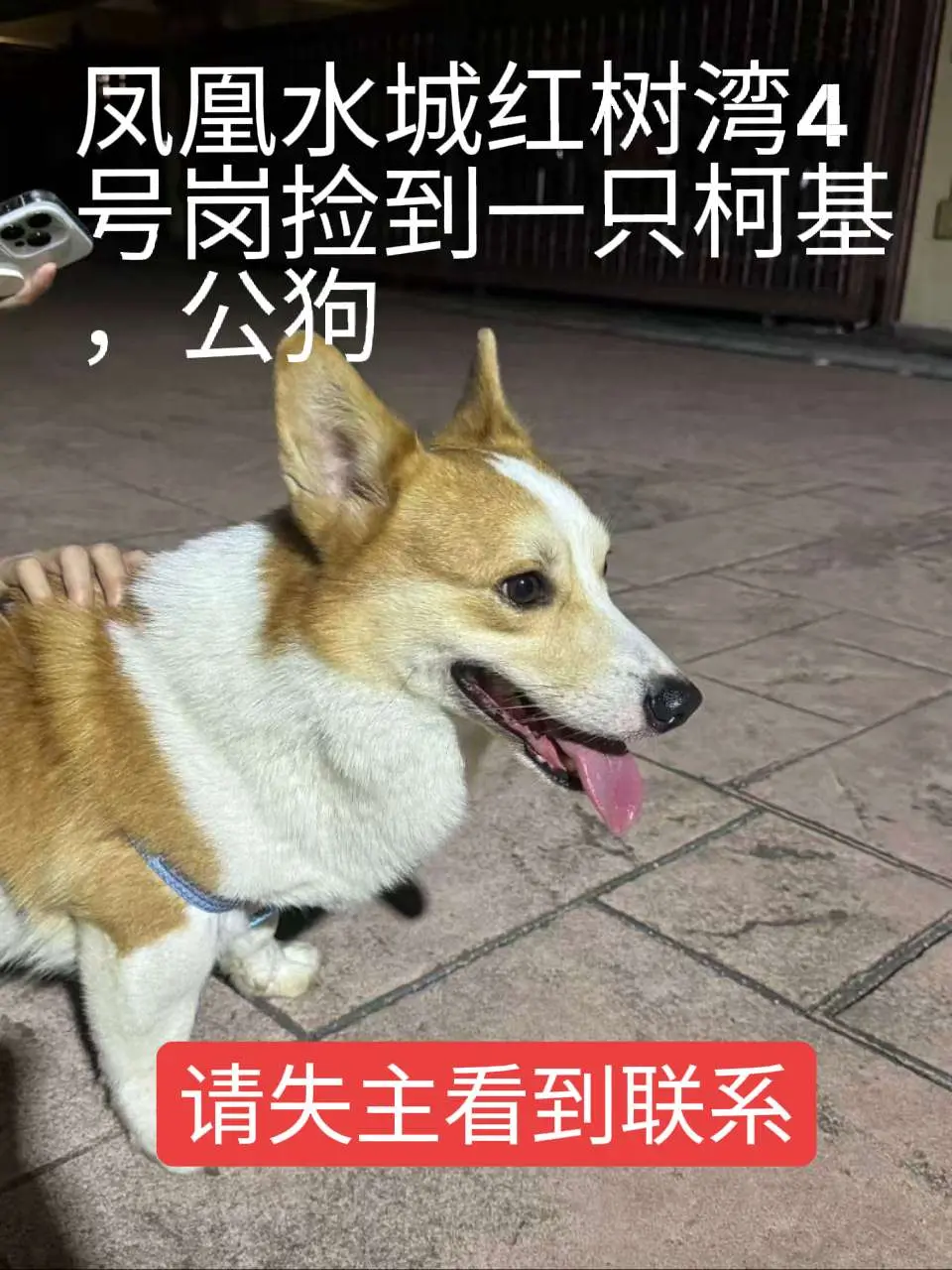 三亚寻主启示。8月2日晚上8点左右，在凤凰水城红树湾4号岗捡到一只柯基...