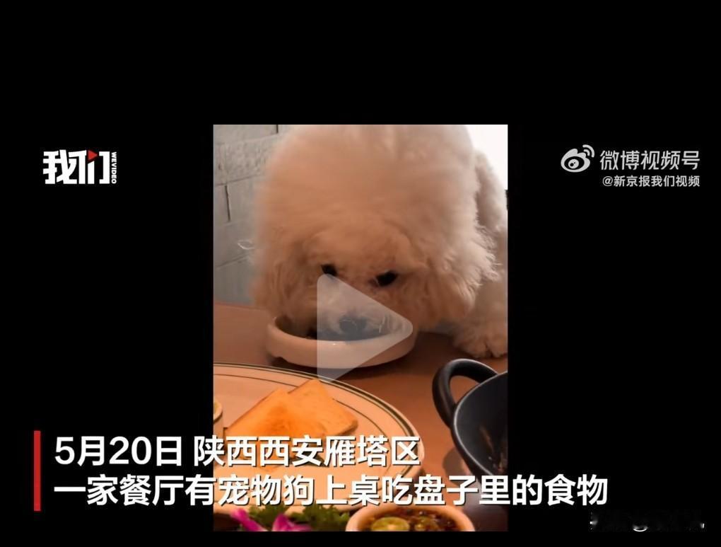 这真是太丧心病狂了，狗主人实在是太缺德了，竟然让狗上桌吃东西。

实在是太恶心太