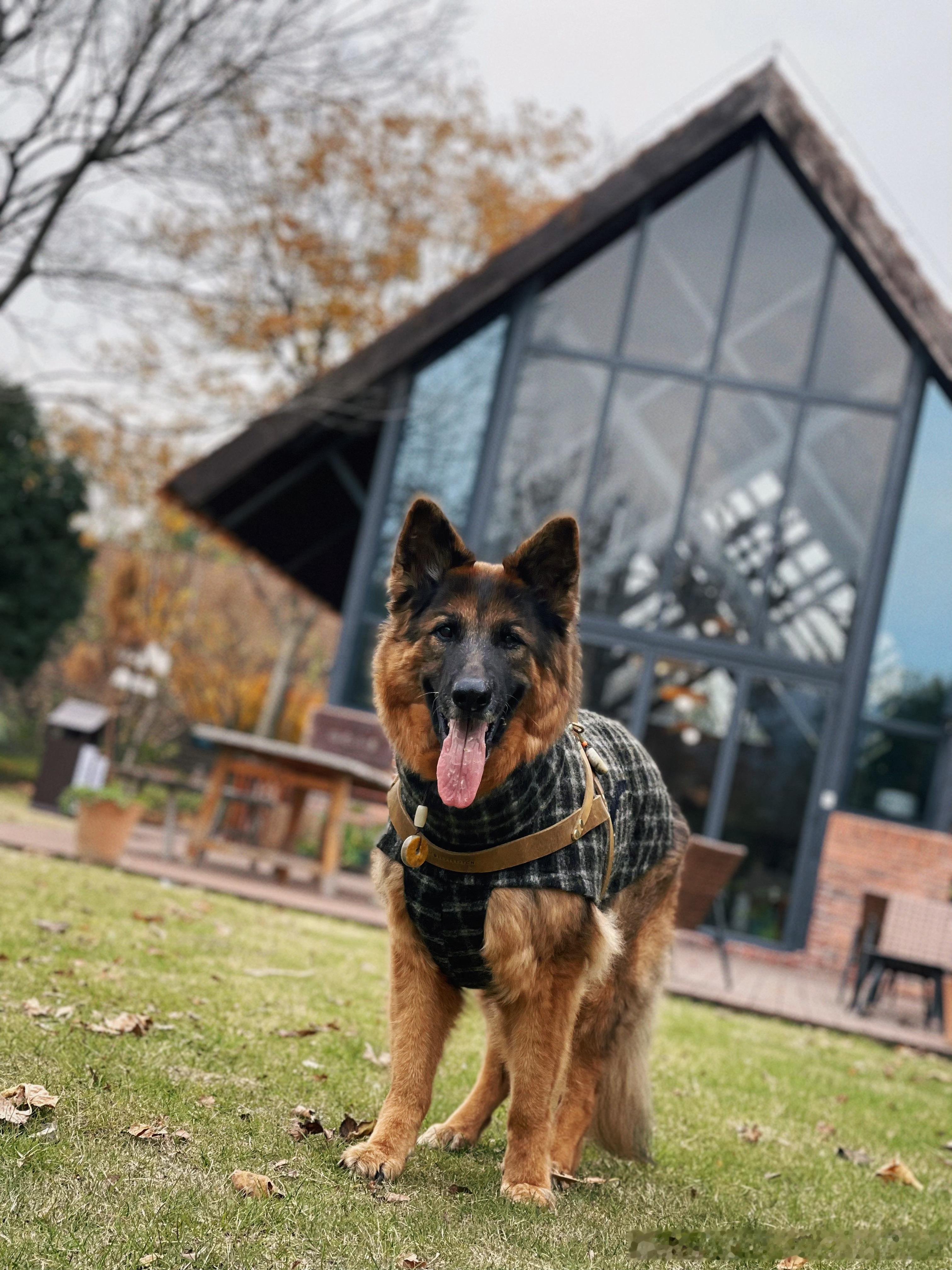 To：我最心爱的小狗🐶阿凡达今天15岁整啦～👏🏻用一趟短途旅行来庆祝生日?