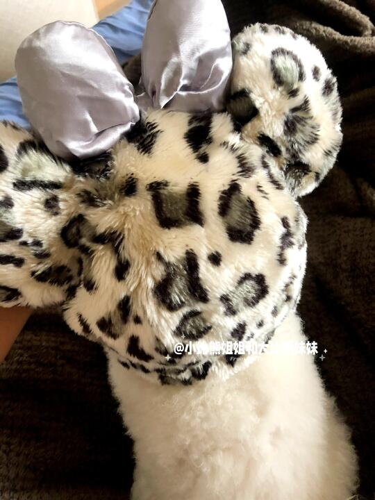 这世界不能没有傻狗