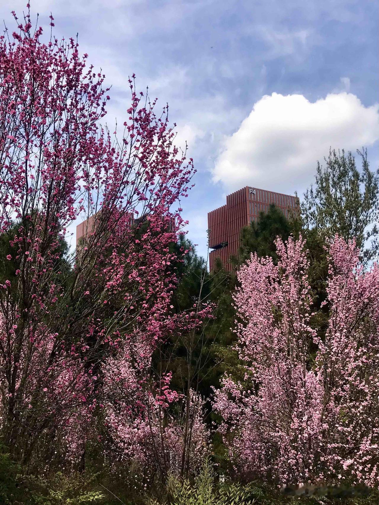 森林公园保留了自然的原始韵味，有小山坡、小水库，再加上现在正值花期，桃花、梨花、