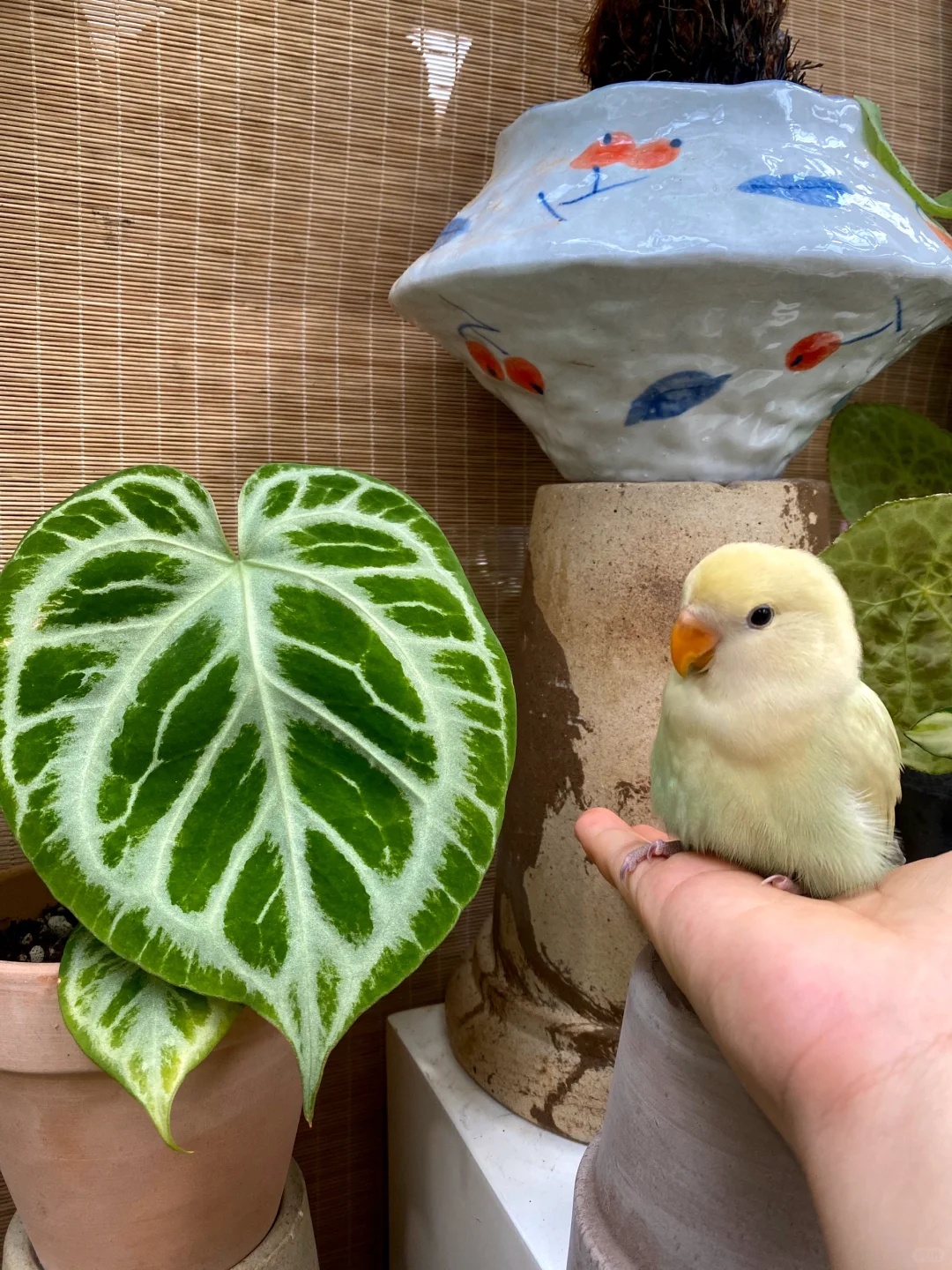浅绿和深绿😂