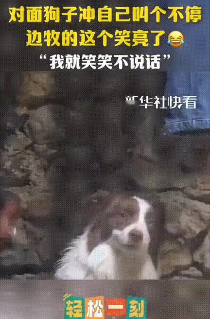 这个狗就笑了下竟然火到新华社了！杜宾犬和边牧在角落里，边牧就靠着墙边一坐，面对杜