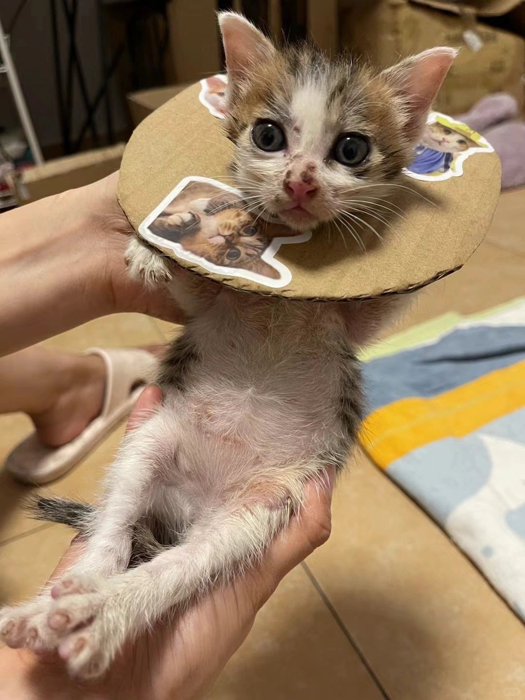 左滑 帮忙爆改一下小猫咪呗🐱