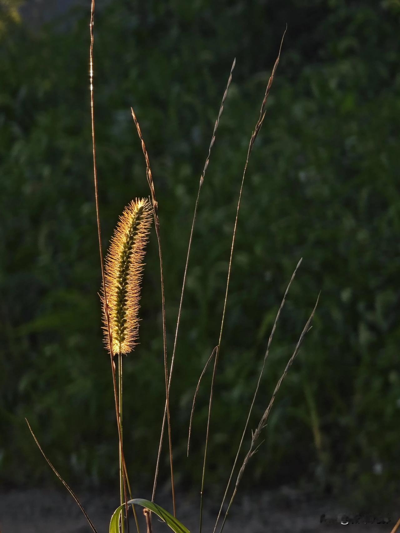 随手拍下路边野花这些不期而遇的小确幸，总能让人感到宁静与美好。多留意路边的风景，