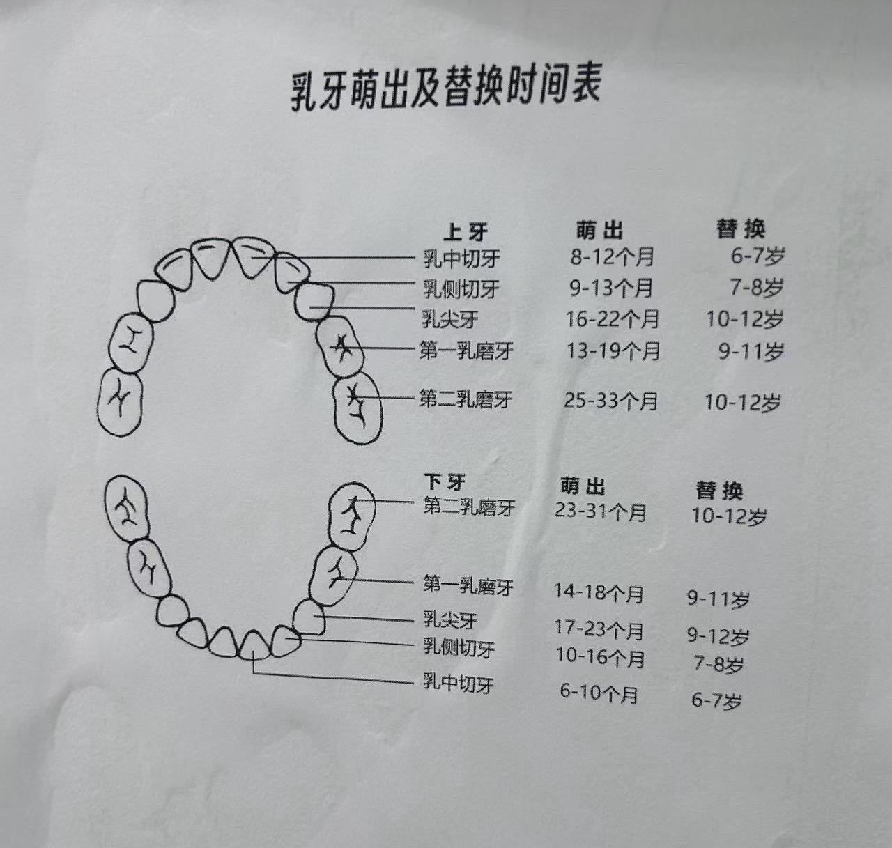 小朋友什么时候长牙，什么时候换牙！一张表告诉你普宁牙齿 乳牙