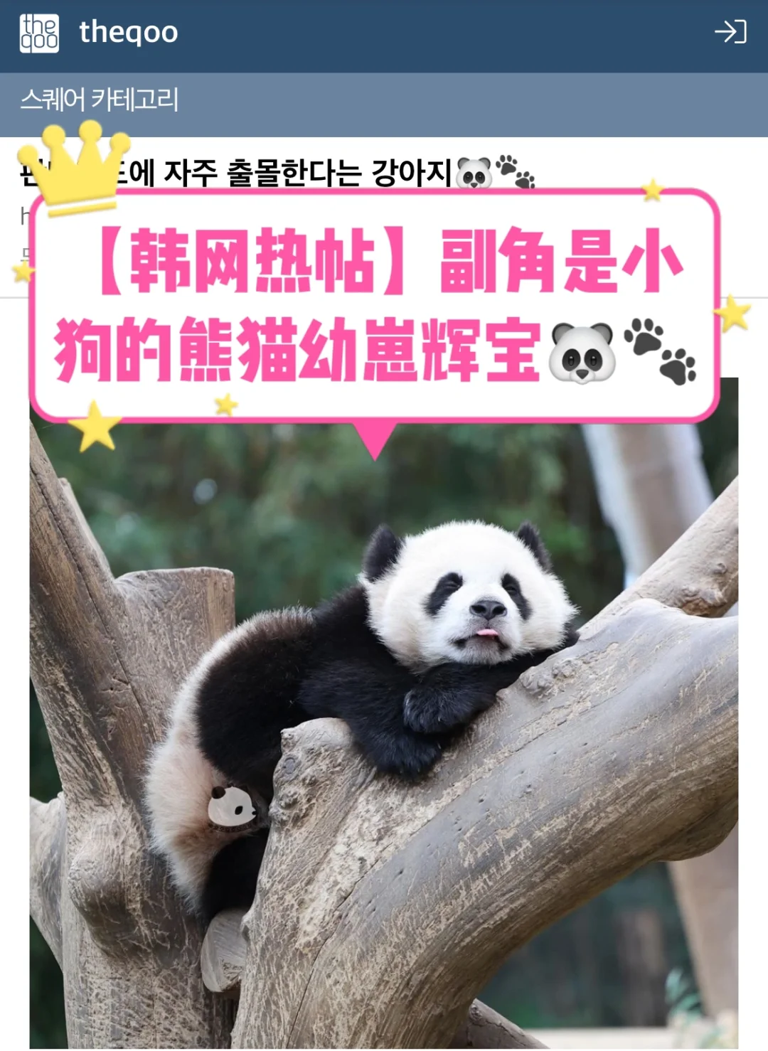 🔥韩网热帖｜副角色是小狗的熊猫幼崽辉宝