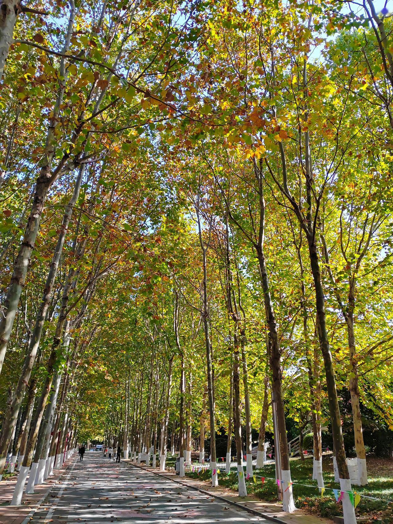 分享你随手拍得风景初冬的早晨透着一股清冷的静美。