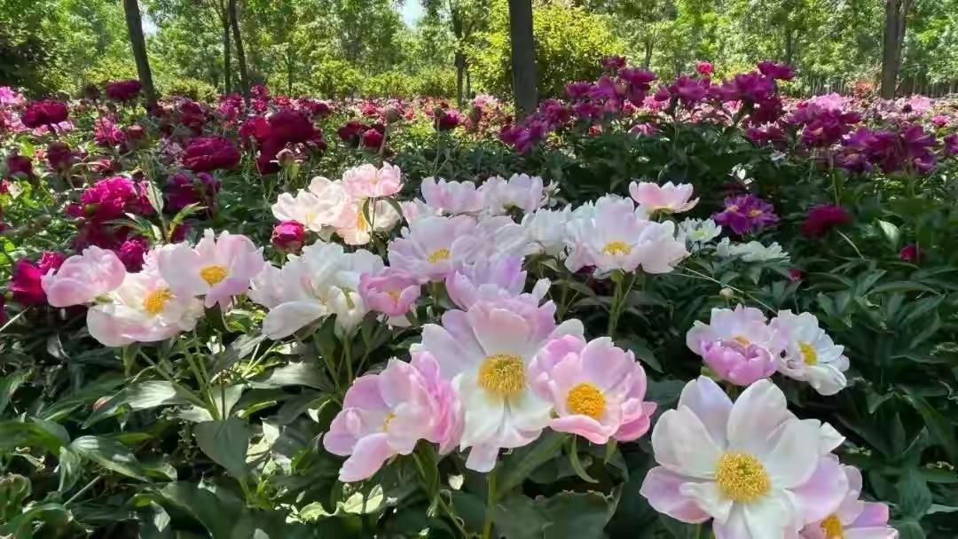“芍药花不吉利，不适合进宅”——有道理吗？

首先回答标题问题——否！
“说芍药