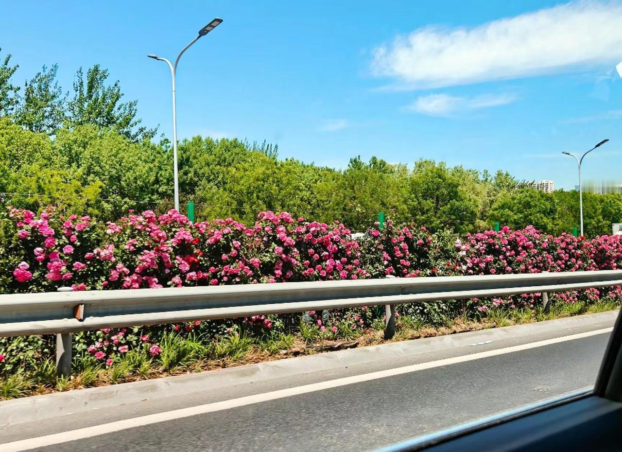 北京纳税人  你交的税开花了 初夏就要看漂亮花花 开满鲜花的高架桥 北京月季花在