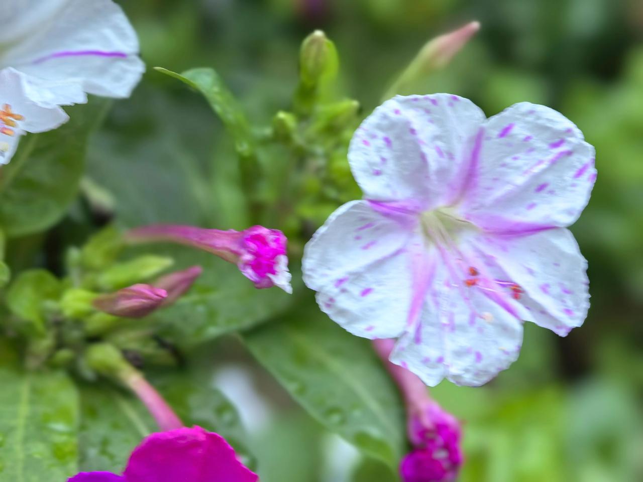 紫茉莉，又名胭脂花、地雷花、夜来香，因其傍晚开放、香气馥郁且花色丰富（紫红、黄、