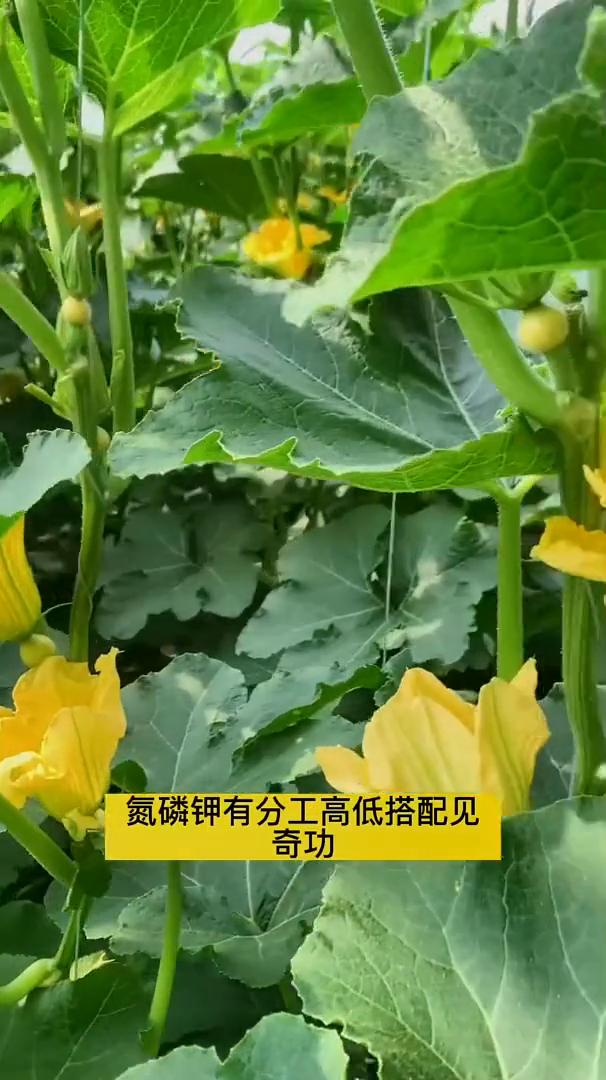 种植口诀。
记住这个口诀你也是农业专家。氮磷钾有分工，高低搭配见奇功。叶面肥算补