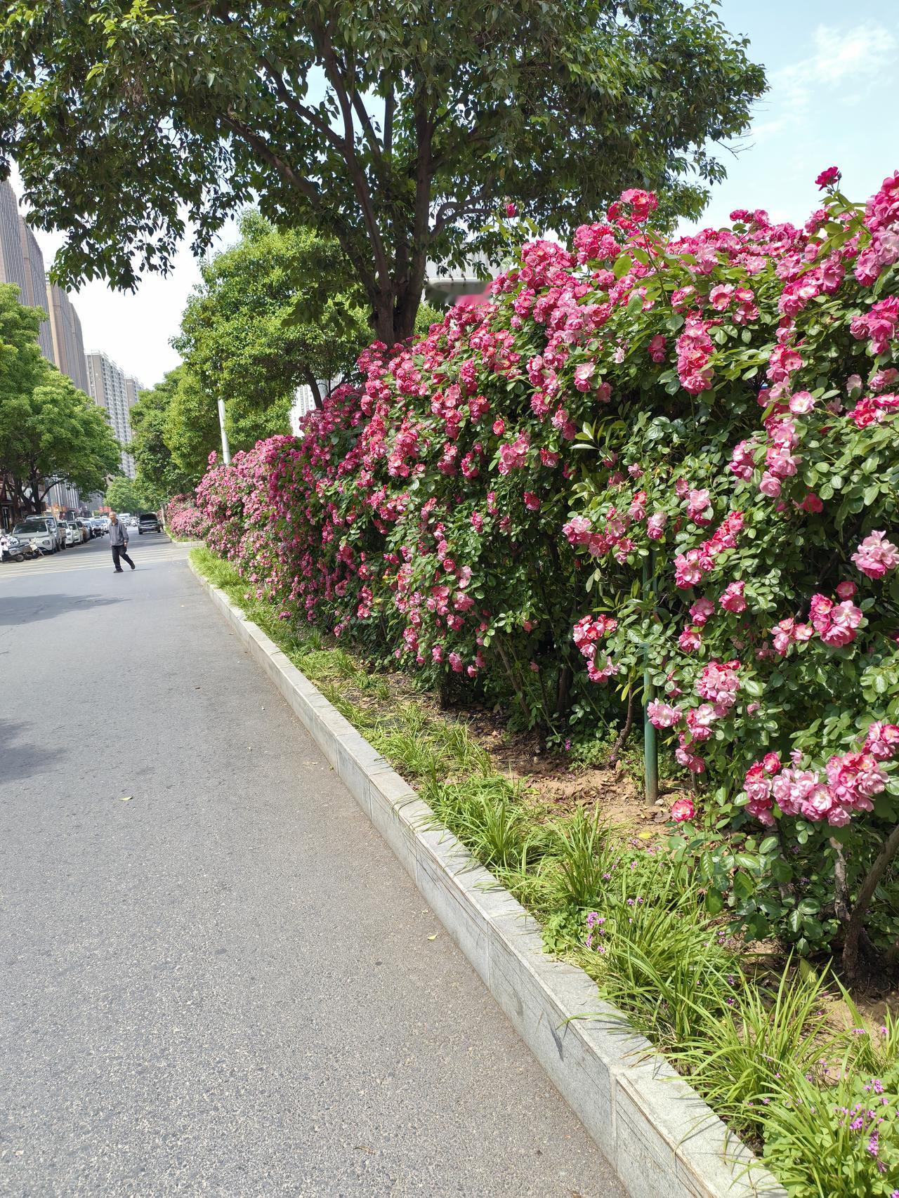 分享一张你最近拍的花4月是这条路最美的时候，从这里路过赏心悦目，还有淡淡的花香。