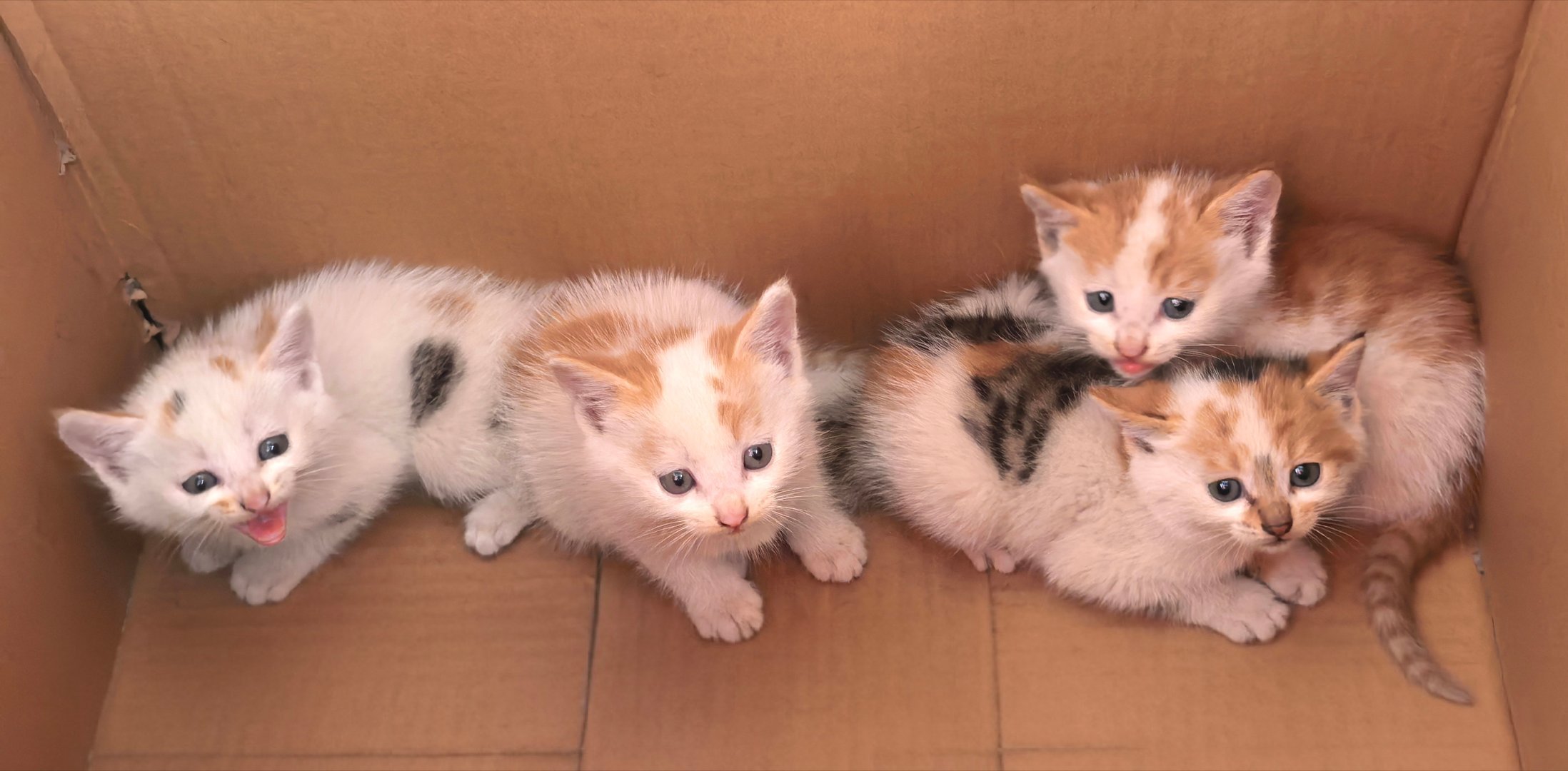 老家的四只小奶猫满月了