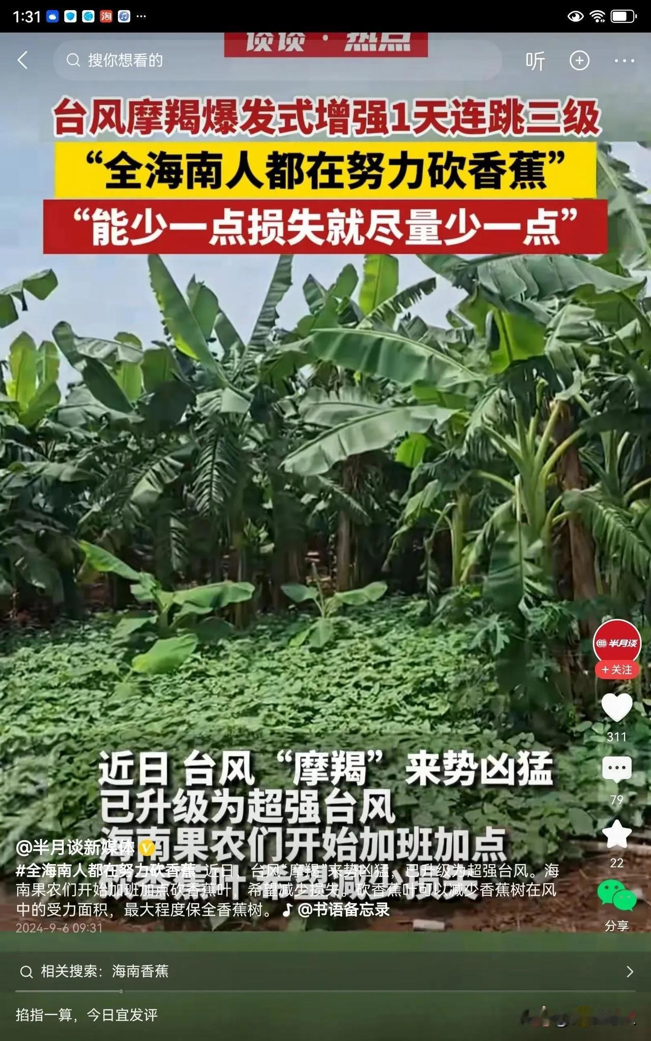 台风摩羯要来了，据说现在海南人都在全力以赴的砍香蕉。因为这次台风的威力很大，如果