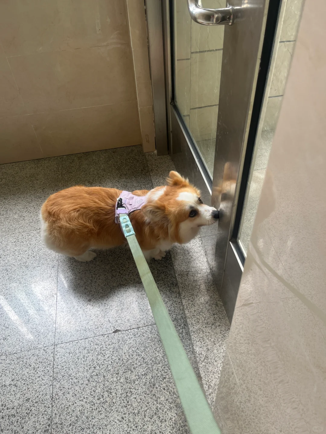 想出去就拿鼻子抵着