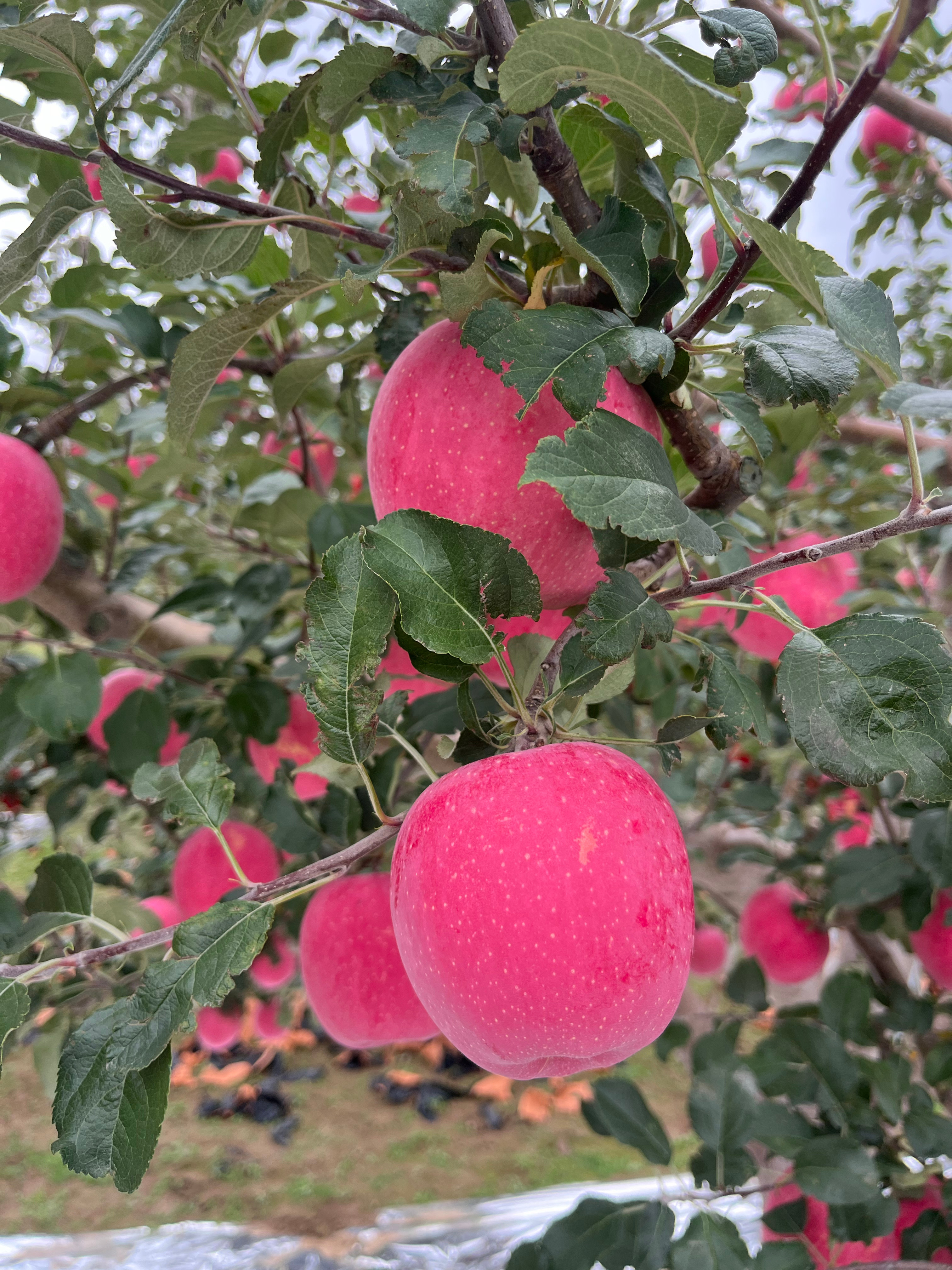 这个好物闭眼入超级购物节清单 朋友们，好苹果🍎在右➡️：静宁果农李军俏·甘肃静