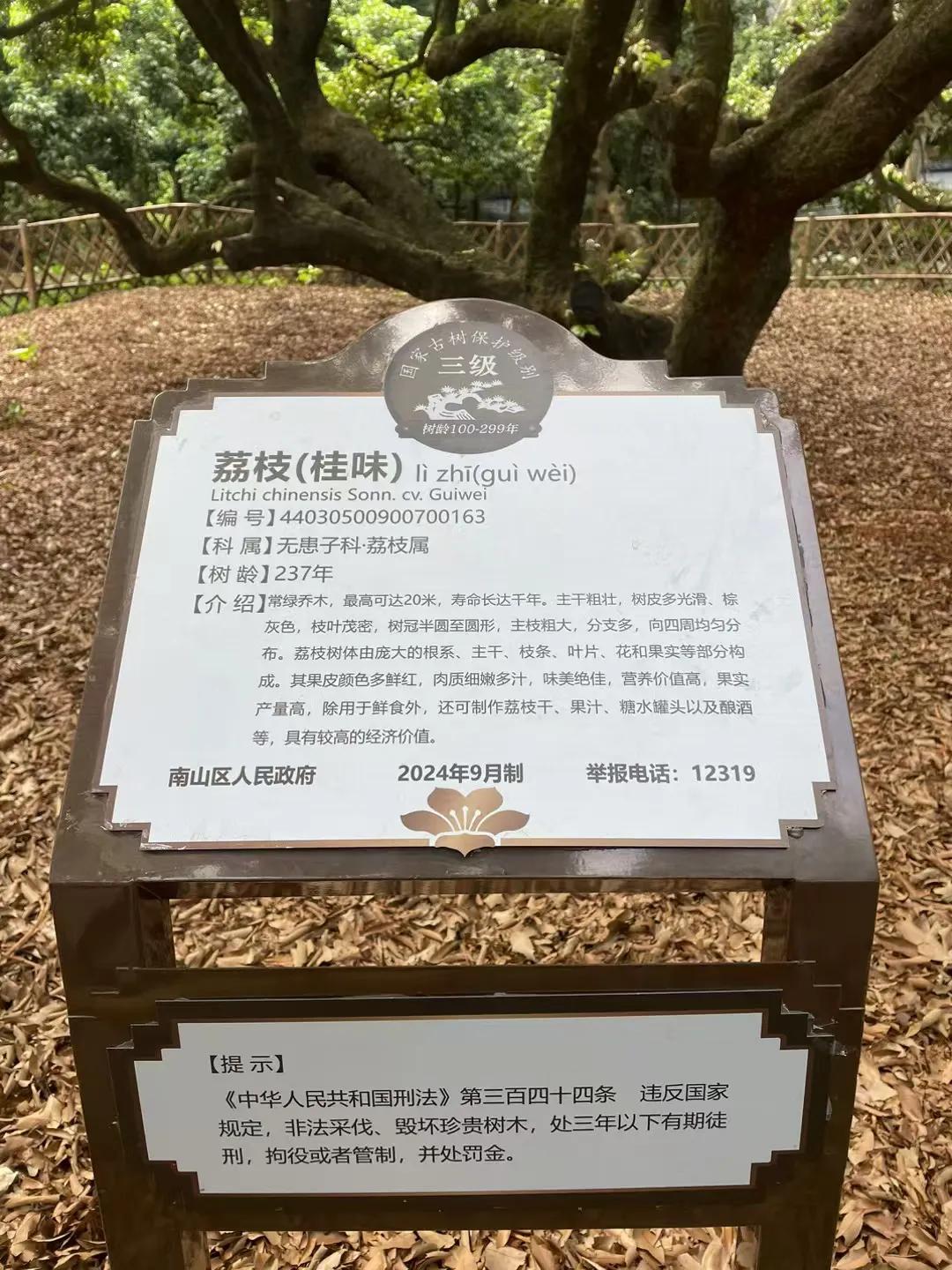 #秋日随记# 
日啖荔枝三百颗，不辞长作岭南人。
荔香公园生长的古荔枝树，
枝繁
