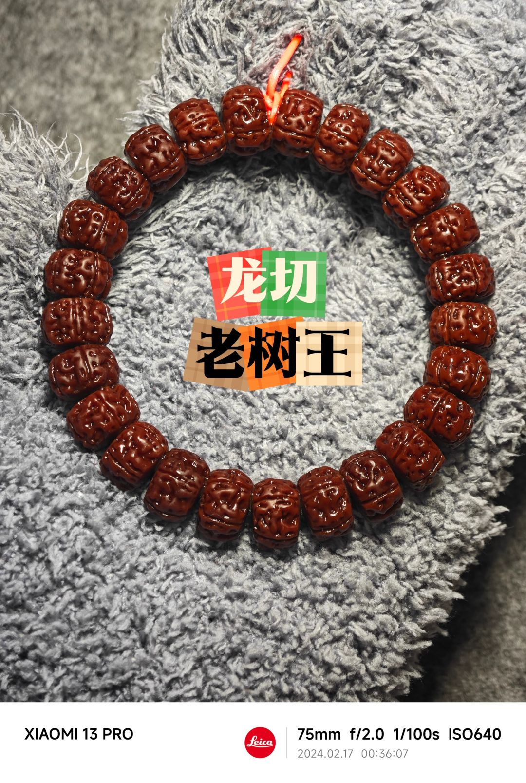 NO.388 龙切老树王下水深红不夹毛