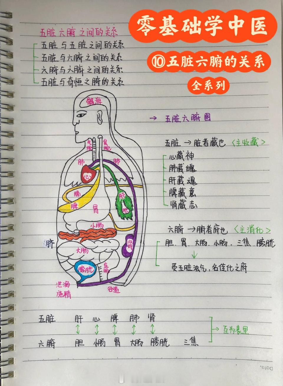 零基础怎么学中医💁五脏六腑关系蕞全系列||| ​​​