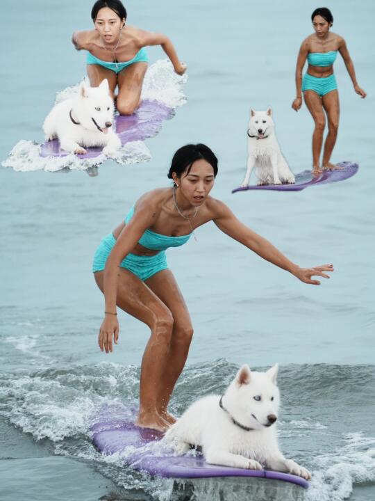 狗狗冲浪🐶是什么让二哈化身霸道总裁