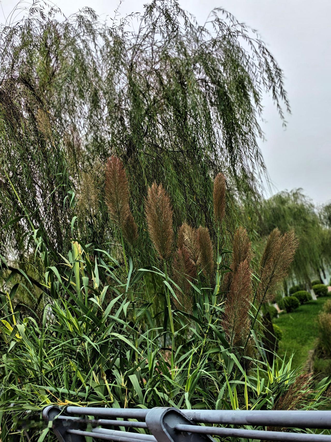 芦苇花虽然没有鲜艳的颜色，但是它挺拔有力，我很喜欢它！