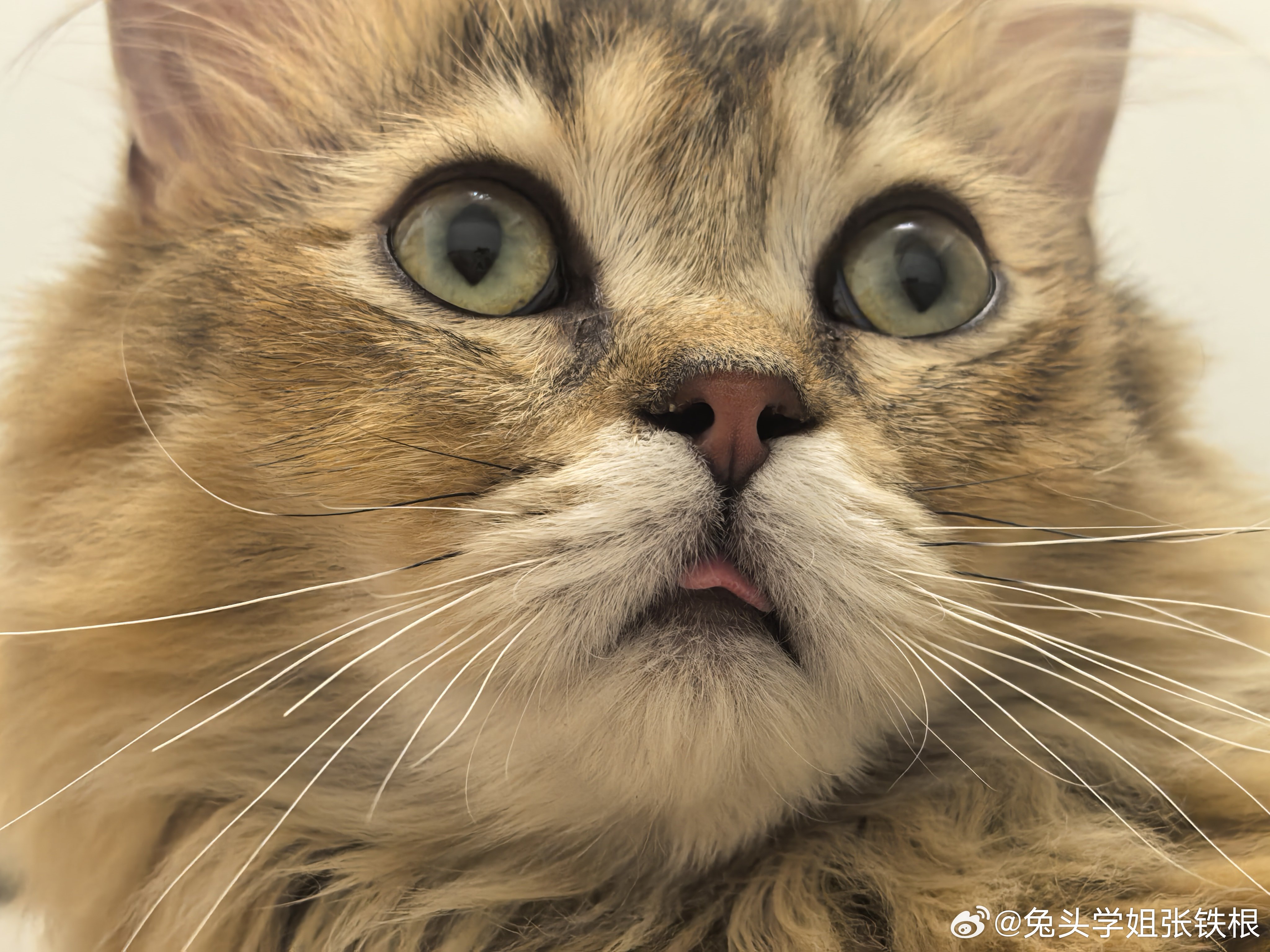天气热了，猫咪卖萌！ 